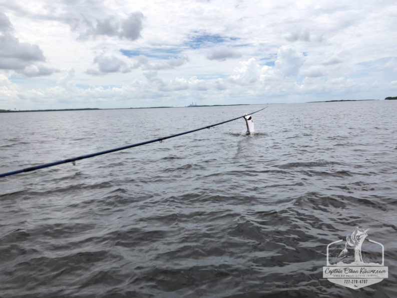 Tampa Bay Fly Fishing Report – August/September