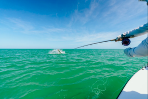 man fly fishing for tarpon