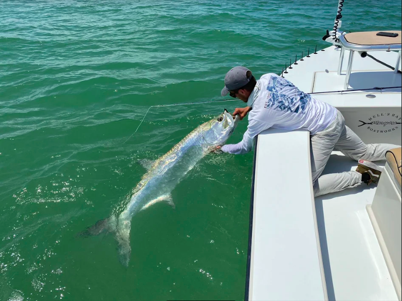 Tarpon Season
