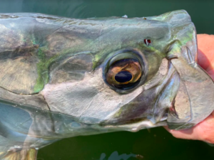 tarpon fish tarpon fish